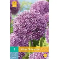 JUB Allium Globemaster - sierui - set van 1 stuks