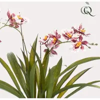 Green Boutiq Kunstplant - Orchidee - Bordeaux - 45cm