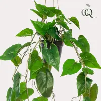 Green Boutiq Kunstplant - Philodendron scandens - Klimmende Boomliefhebber - 80 cm