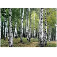 WALLARENA - Fotobehang - 300x210 cm - 3D behang met berkenbomen voor slaapkamer en salon van vliesbehang