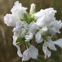 Arborix 6 x Saponaria Officinalis 'Alba Plena' - Zeepkruid pot 9x9cm