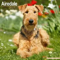 Avonside Publishing Ltd. Airedale Terrier Kalender 2027