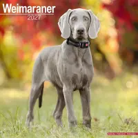 Avonside Publishing Ltd. Weimaraner Kalender 2027