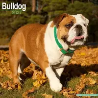 Avonside Publishing Ltd. Engelse Bulldog Kalender 2027