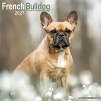 Avonside Publishing Ltd. Franse Bulldog Kalender 2027