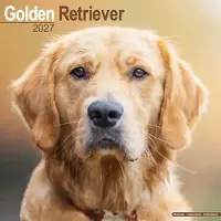 Avonside Publishing Ltd. Golden Retriever Kalender 2027