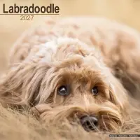 Avonside Publishing Ltd. Labradoodle Kalender 2027