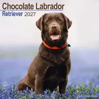Avonside Publishing Ltd. Labrador Retriever Bruin Kalender 2027