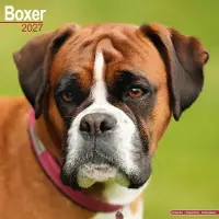 Avonside Publishing Ltd. Boxer Kalender 2027