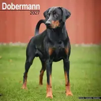 Avonside Publishing Ltd. Dobermann Kalender 2027
