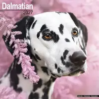 Avonside Publishing Ltd. Dalmatier Kalender 2027
