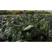 GRDplanten 6x Zenegroen - Ajuga rept. 'Catlin's Giant' | 9x9 cm pot