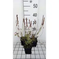 GRDplanten 6x Dropplant - Agastache 'Astello Indigo' | 9x9 cm pot