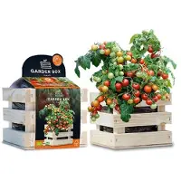Baza Gardenbox Groentezaad Struiktomaat Koralik 12 X 11 X 10 Cm
