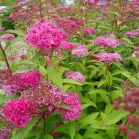 Arborix Spiraea Japonica 'Froebelii' - Spierstruik;Japanse spirea 25-30 cm pot