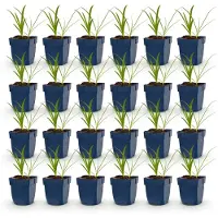 Green Boutiq - Vasteplant - Agapanthus africanus Albus - Afrikaanse Lelie - Bijen en Vlinderlokkers - Wit - 24 Planten - Pot 11cm - Hoogte 15-25cm