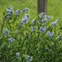Arborix 6 x Amsonia Tabernaemontana - Blauwe ster/stermaagdenpalm pot 9x9 cm