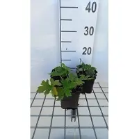 GRDplanten 6x Monnikskap - Aconitum lamarckii | 9x9 cm pot