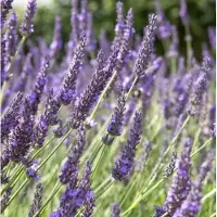 Arborix 6 x Lavandula Intermedia 'Grosso' - Lavendel Pot 9x9 cm - Grote Paarse Bloemen