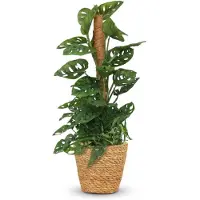 Green Boutiq - Kamerplant - Monkey Mask - Monstera Andansonii Mosstok - Groen - Weinig onderhoud - 1 Plant - met Mand - Pot 19cm - Hoogte 90cm