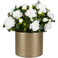 Mica Decorations Kunstplant - Azalea wit - H31 cm - in gouden bloempot - keramiek - complete set van pot en plant - decoratie stuk