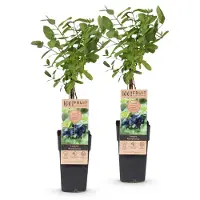 Green Boutiq - Fruitplant - Lonicera caerulea Kamchatika - Honingbes - Winterhard - Blauw Vrucht - 2 Planten - Pot 15cm - Hoogte 50cm