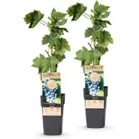 Green Boutiq - Fruitplant - Vitis vinifera Regent - Druivenplant - Geent - Blauwe Druif - 2 Planten - Pot 15cm - Hoogte 50cm
