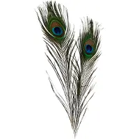 Ginza.se Pauwenveren, 25-30 cm, 10 stuks.