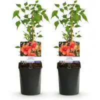 Green Boutiq - Trompetbloem - Campsis radicans Madame Galen - Bloem Oranje - Weinig onderhoud - 2 planten - Pot 11cm Hoogte 40cm