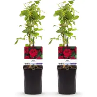 Green Boutiq - Klimroos - Rosa Red Climber - Bloem Rood - Weinig onderhoud - 2 planten - Pot 11cm Hoogte 40cm