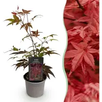 Green Boutiq - Tuinplant - Acer palmatum Atropurpureum - Paars - 1 Plant - Blad verliezend - Weinig Onderhoud - Pot 12cm Hoogte 35cm