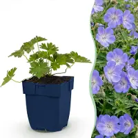 Green Boutiq - Vasteplant - Geranium 'Rozanne' - Ooievaarsbek - Bodembedekkend - Blauw - 12 Planten - Pot 11cm - Hoogte 15-25cm