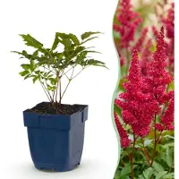 Green Boutiq - Vasteplant - Astilbe (A) Fanal - Pluimspirea - Schaduw - Rood - 6 Planten - Pot 11cm - Hoogte 15-25cm
