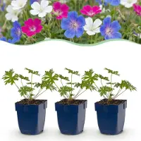 Green Boutiq - Vasteplant - Geranium Tricolour - Ooievaarsbek - Bodembedekkend - Paars - Roze - Wit - 24 Planten - Pot 11cm - Hoogte 15-25cm