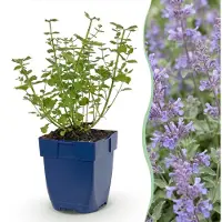 Green Boutiq - Vasteplant - Nepeta faassenii Walker's Low - Kattenkruid - Bijen en Vlinderlokkers - Blauw - 1 Plant - Pot 11cm - Hoogte 15-25cm