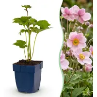 Green Boutiq - Vasteplant - Anemone hybr. Kön. Charlotte - Herfst Anemoon - Schaduw - Roze - 12 Planten - Pot 11cm - Hoogte 15-25cm