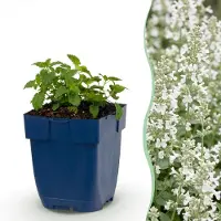 Green Boutiq - Vasteplant - Nepeta faassenii Snowflake - Kattenkruid - Bijen en Vlinderlokkers - Wit - 3 Planten - Pot 11cm - Hoogte 15-25cm