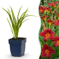 Green Boutiq - Vasteplant - Hemerocallis Autumn Red - Daglelie - Bijen en Vlinderlokkers - Rood - 12 Planten - Pot 11cm - Hoogte 15-25cm