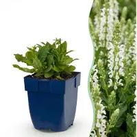 Green Boutiq - Vasteplant - Salvia nem. Schneehügel - Salie - Bijen en Vlinderlokkers - Wit - 6 Planten - Pot 11cm - Hoogte 15-25cm