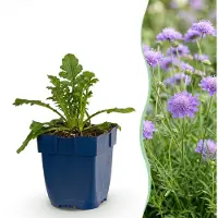 Green Boutiq - Vasteplant - Scabiosa col. Butterfly Blue - Duifkruid - Bijen en Vlinderlokkers - Paars - 3 Planten - Pot 11cm - Hoogte 15-25cm