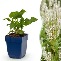 Green Boutiq - Vasteplant - Persicaria ampl. Alba - Duizendknoop - Schaduw - Wit - 6 Planten - Pot 11cm - Hoogte 15-25cm