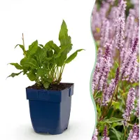 Green Boutiq - Vasteplant - Persicaria ampl. Rosea - Duizendknoop - Schaduw - Roze - 12 Planten - Pot 11cm - Hoogte 15-25cm