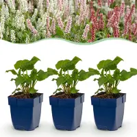 Green Boutiq - Vasteplant - Persicaria Tricolour - Duizendknoop - Schaduw - Rood - Roze - Wit - 12 Planten - Pot 11cm - Hoogte 15-25cm