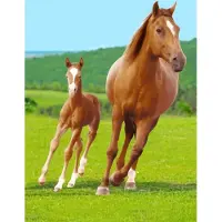 Sweet Home fleece plaid Paard en Veulen 100 x 140 cm