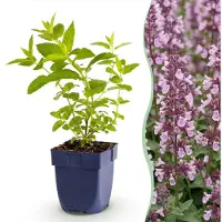 Green Boutiq - Vasteplant - Nepeta sib. Wild Orchid - Kattenkruid - Bijen en Vlinderlokkers - Roze - 3 Planten - Pot 11cm - Hoogte 15-25cm