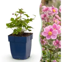 Green Boutiq - Vasteplant - Anemone hup. Splendens - Herfst Anemoon - Schaduw - Donker Roze - 3 Planten - Pot 11cm - Hoogte 15-25cm