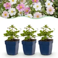 Green Boutiq - Vasteplant - Anemone Tricolour - Herfst Anemone - Schaduw - Donker Roze - Roze - Wit - 6 Planten - Pot 11cm - Hoogte 15-25cm