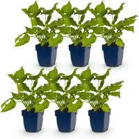 Green Boutiq - Vasteplant - Persicaria amplexicaulis - Duizendknoop - Bijen en Vlinderlokkers - Rood - 6 Planten - Pot 11cm - Hoogte 15-25cm
