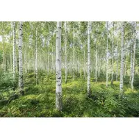Komar Fotobehang Sunny Day - Afmeting 368 x 254 cm (set)