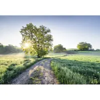 Overig Fotobehang Meadow Trail - Meerkleurig - 2,54m X 368cm